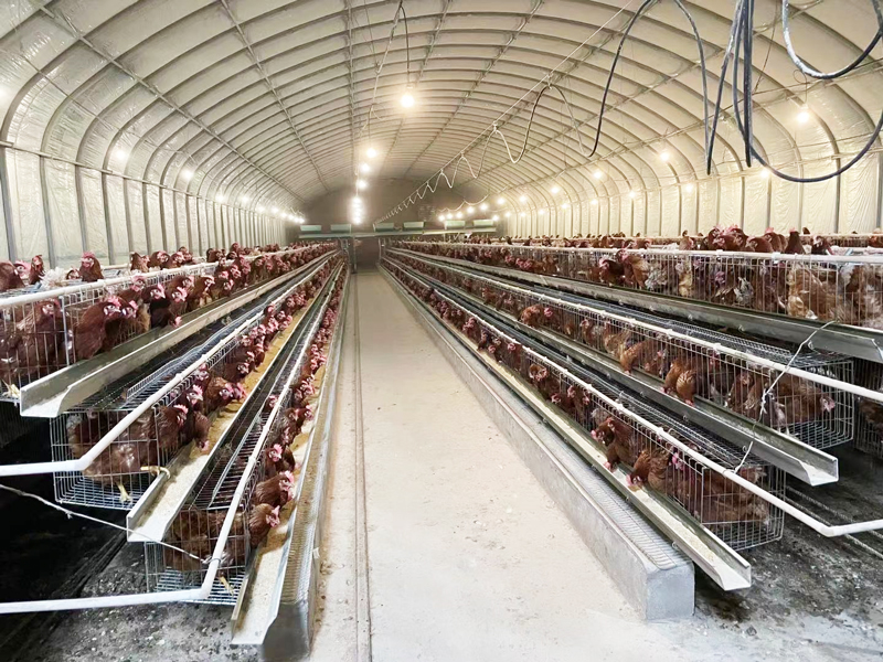 阜新雞舍燈控鋪設